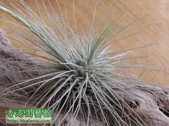 Tillandsia fuchsii 白毛毛.jpg