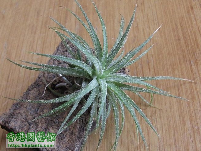 Tillandsia ionantha mexico 墨西哥.jpg