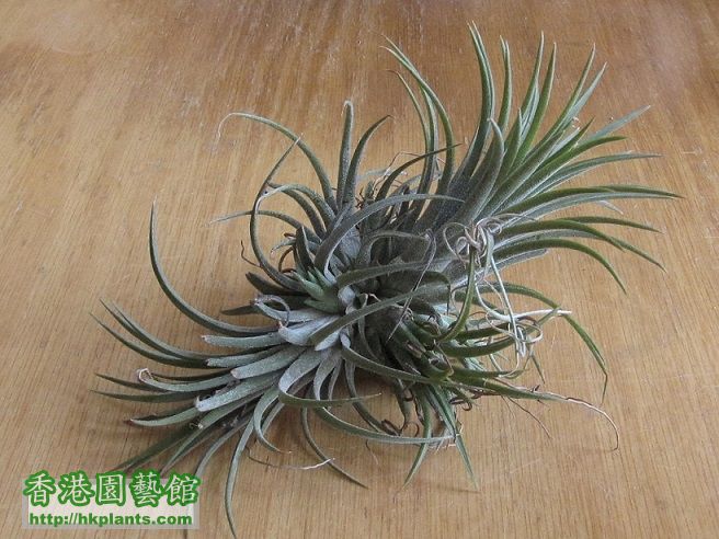 Tillandsia ionantha 小精靈 (群生).jpg