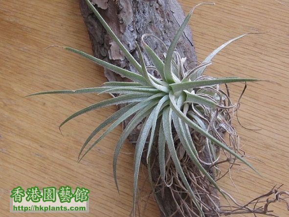 Tillandsia ionantha 小精靈 a.jpg