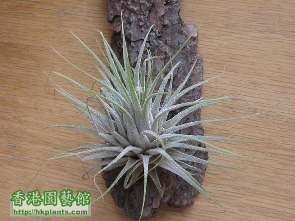 Tillandsia ionantha 精靈.jpg