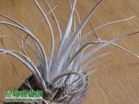 Tillandsia karwinskyana 科维斯.jpg