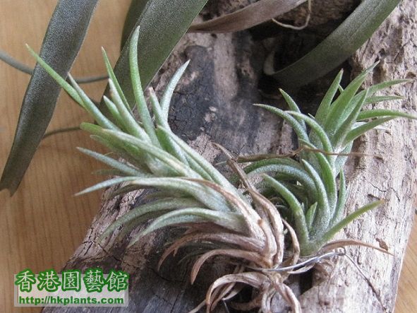 Tillandsia neglecta 日本第一.jpg