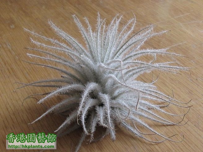 Tillandsia tectorum 雞毛撣子.jpg