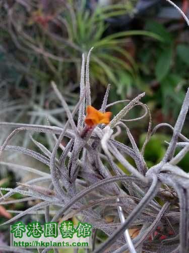 T. crocata