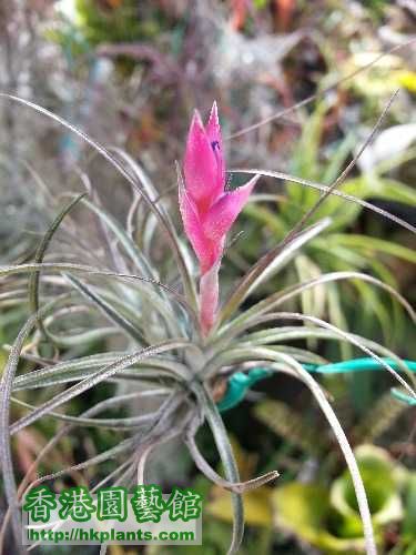 T. stricta