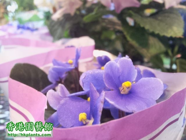 a) 紫花 (圖出自melb一巡)