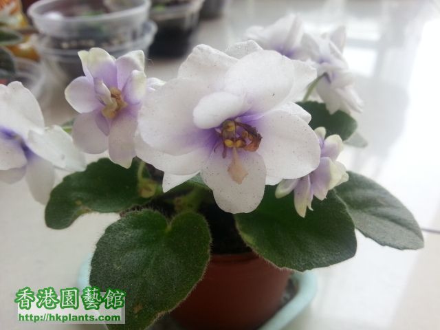 b) 外圍白色中間紫色花, 迷你種