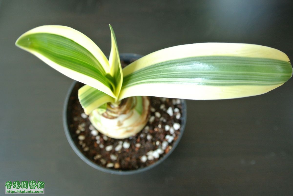 2015-05-03 蜘蛛百合 Hymenocallis caribaea variegata (1).JPG