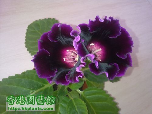 大岩桐种子（皇后二代）紫色种子.jpg