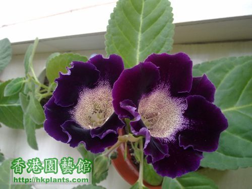 大岩桐种子（皇后系列二代）深紫色麻点种子.jpg