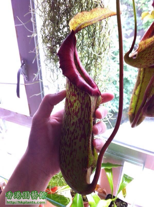Nepenthes miranda A品 (相片來源: 自己)