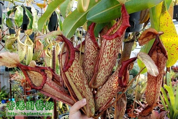 Nepenthes miranda A品 (相片來源: pitcherplants.proboards.com)
