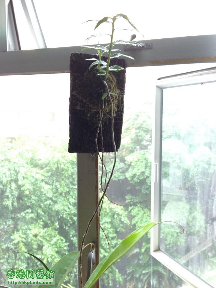 4) Dendrobium aphyllum (相片來源: 自己)