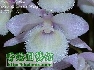 4) Dendrobium aphyllum (相片來源: 原生蘭網)