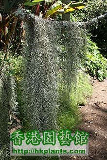Spanish Moss (相片來源: wiki)