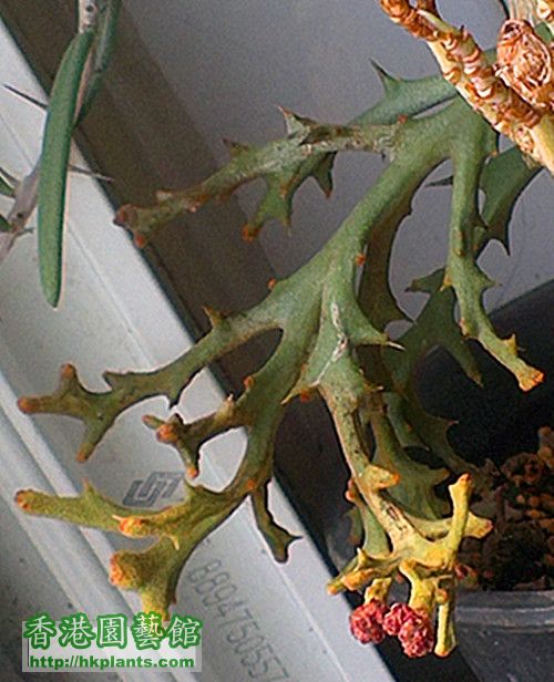 Euphorbia stenoclada f
