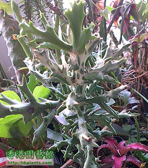 Euphorbia stenoclada f variegata