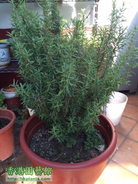 rosemary