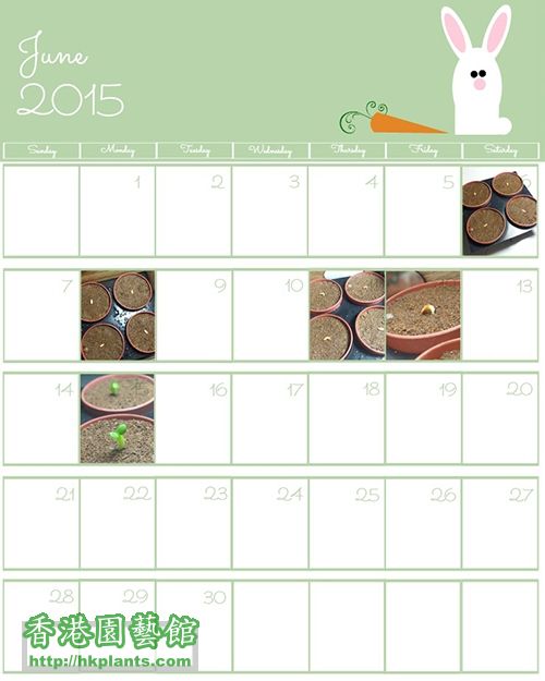 June-2015-Calendar-Download-4.jpg