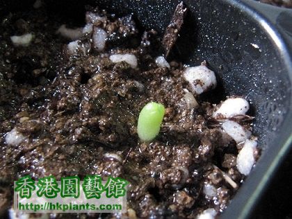 Lophophora williamsii 乌羽玉 (Mego) - 20150617.jpg