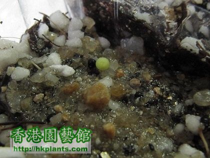 Lophophora williamsii 乌羽玉 BB (Shin) - 20150617.jpg