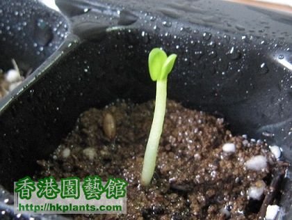 Pachypodium brevicaule 白花惠比须笑 - 20150617.jpg