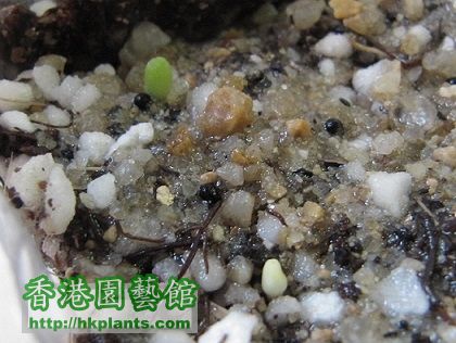 Lophophora williamsii 乌羽玉 BB (Shin) - 20150619.jpg
