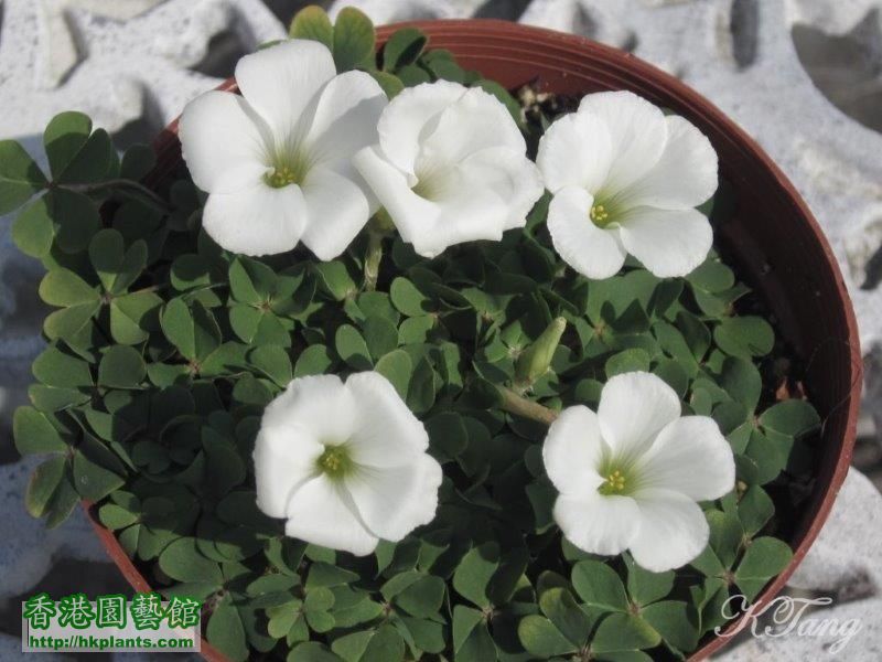 Oxalis brazil white.jpg