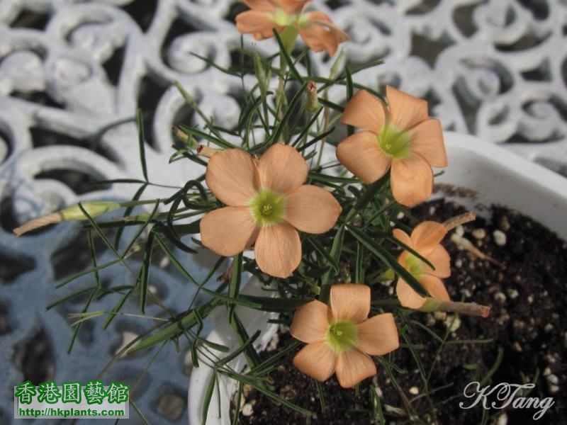 Oxalis gracilis.jpg