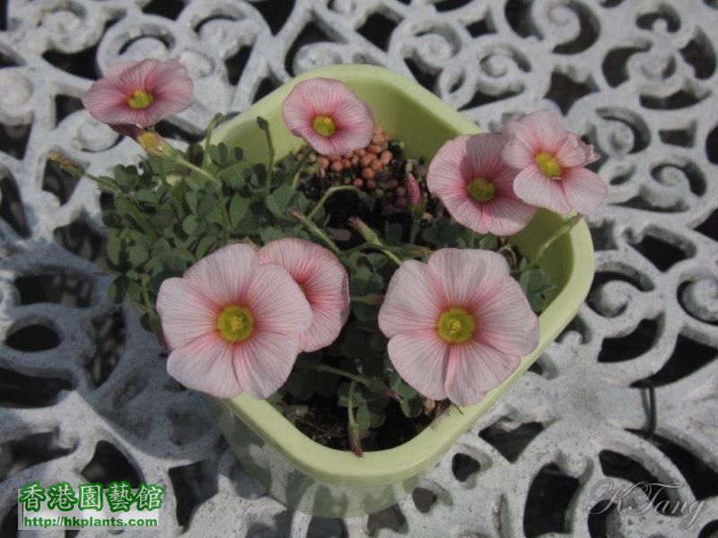 Oxalis obtusa blush.jpg