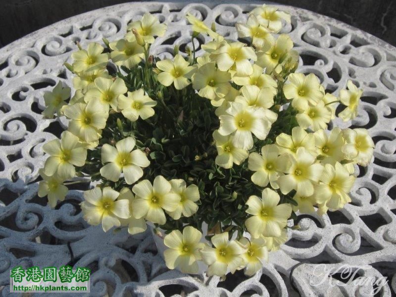 Oxalis obtusa high yellow.jpg