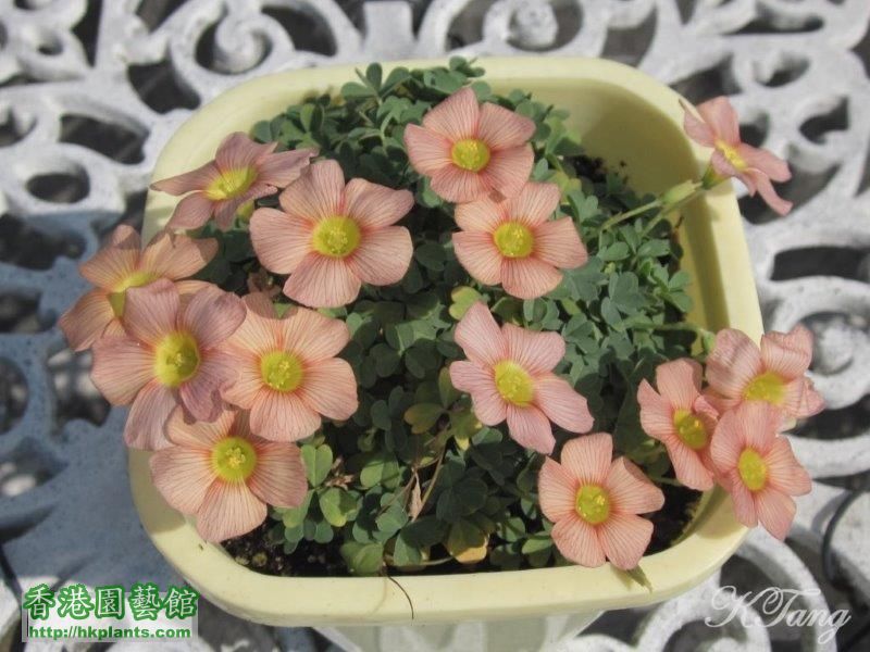 Oxalis obtusa twilight.jpg