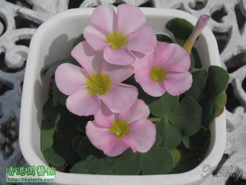 Oxalis purpurea pale pink.jpg