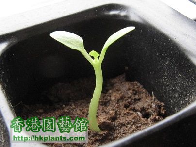 Pachypodium brevicaule 白花惠比须笑 - 20150710.jpg