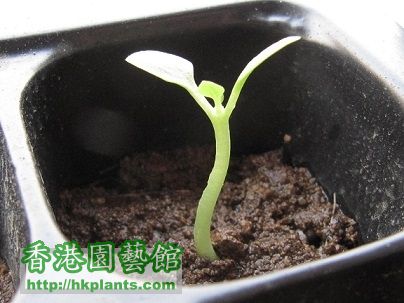 Pachypodium brevicaule 白花惠比须笑 - 20150713.jpg