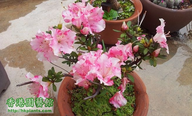 分享風雨蘭、花貓及比利時杜鵑 (已結束) - 香港園藝館