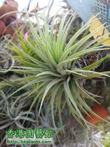 T. ionantha "Fat Boy"