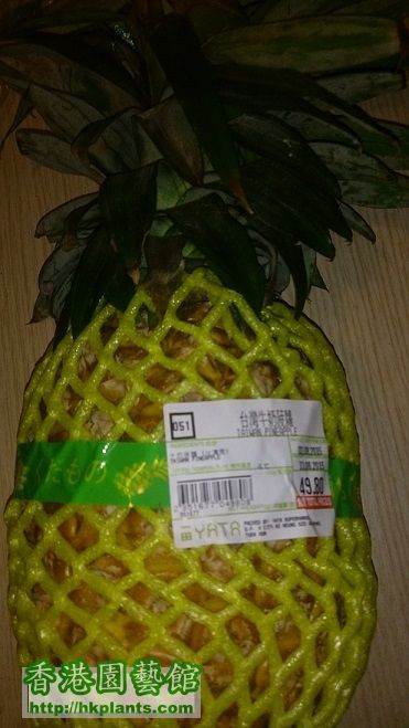 tw pineapple.jpg