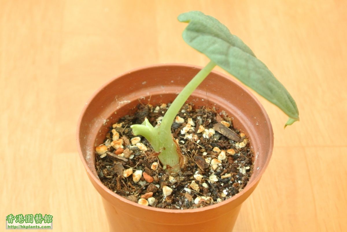 2015-07-05 綠盾觀音蓮 Alocasia clypeolata Green Shield (2).JPG