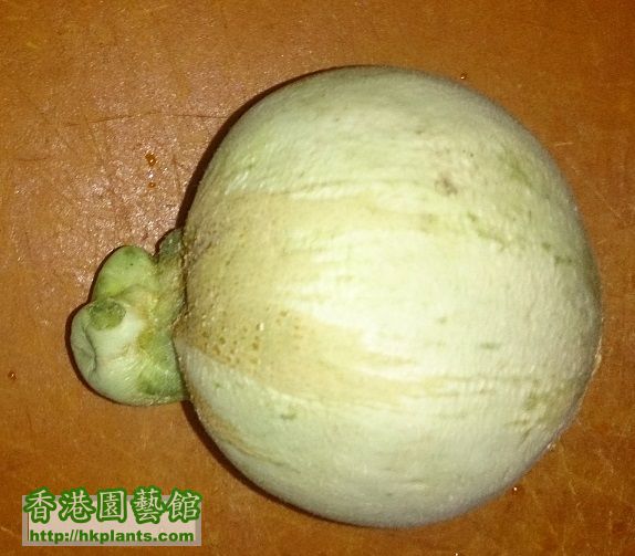 aborted melon.jpg