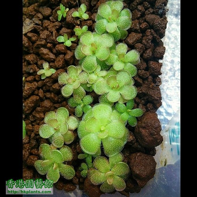 Pinguicula kondoi 