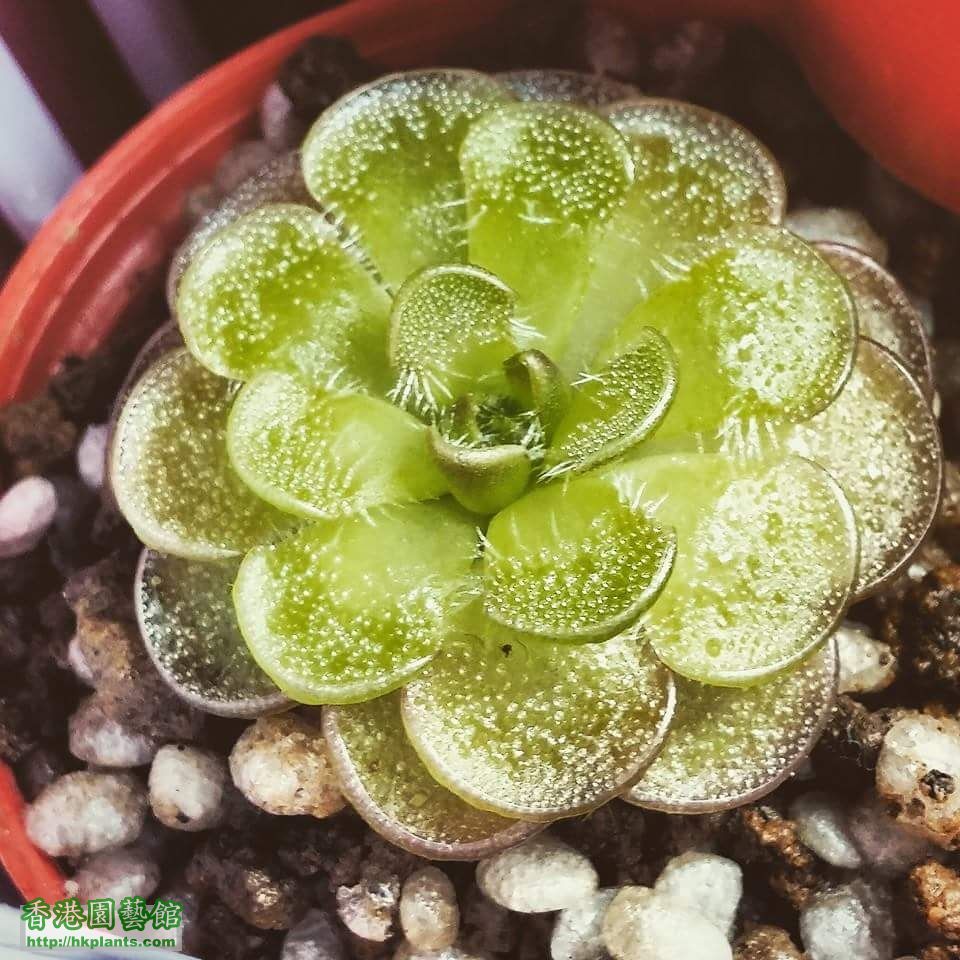 Pinguicula kondoi 母株參考