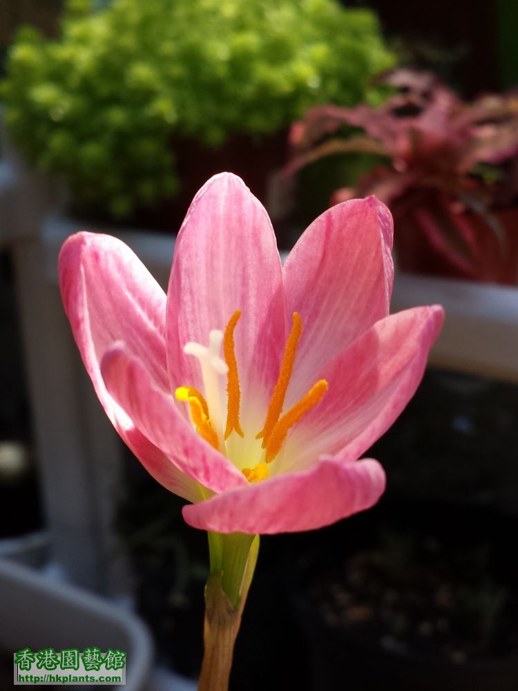 20150906_101024_Zephyranthes Indonesia's Fadjar Marta hybrids.jpg