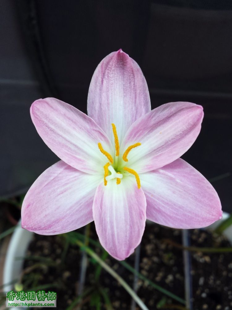 20150906_161535_Zephyranthes Indonesia's Fadjar Marta hybrids.jpg