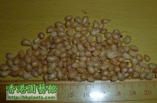 Lachenalia Aloides var Quadricolor小球.JPG