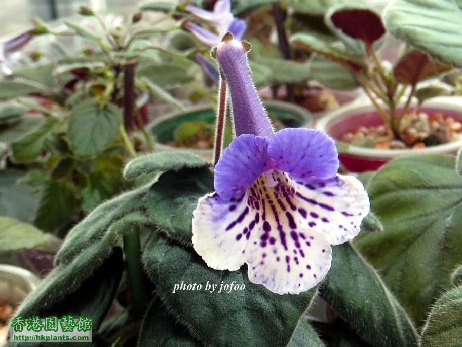 S. Pirate's Petite Blueberry -c 24 Sep 2015.jpg