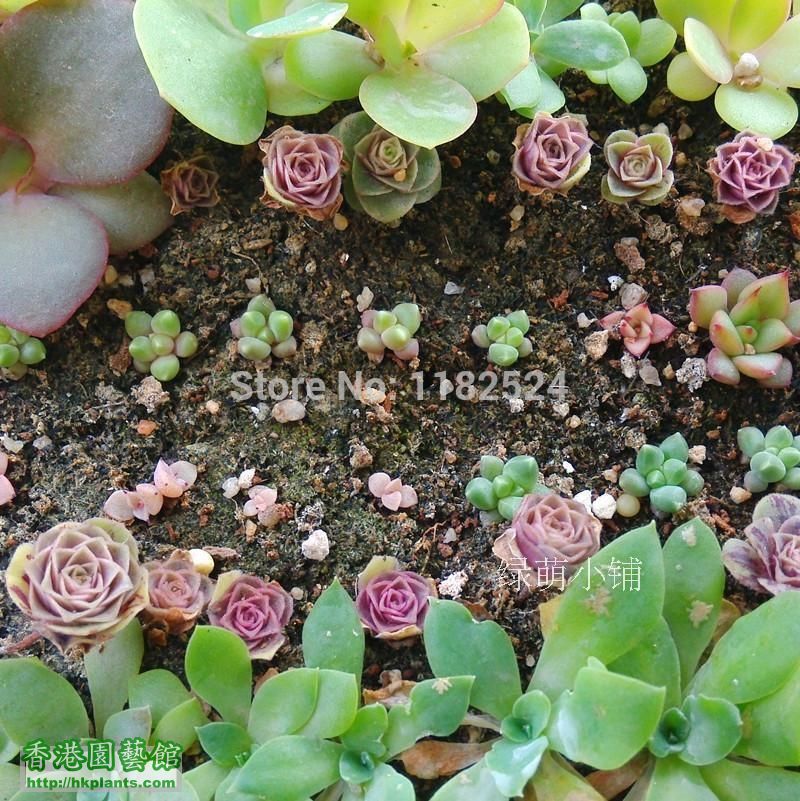 Free-Shipping-100pcs-100-Genuine-Fresh-Rare-Greenovia-aurea-ex-El-Hierro-Seeds-b.jpg