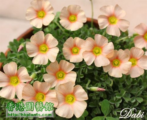 Oxalis obtusa Cream Puff.jpg