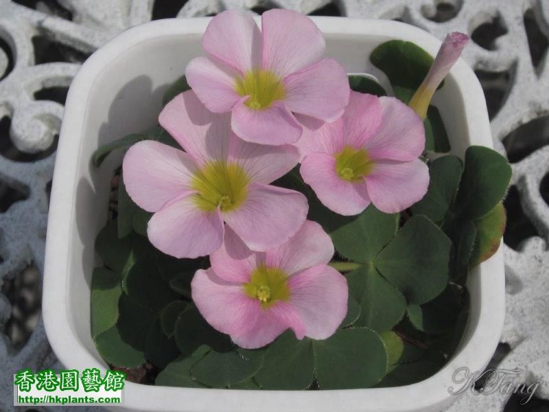 Oxalis purpurea Pale Pink.jpg